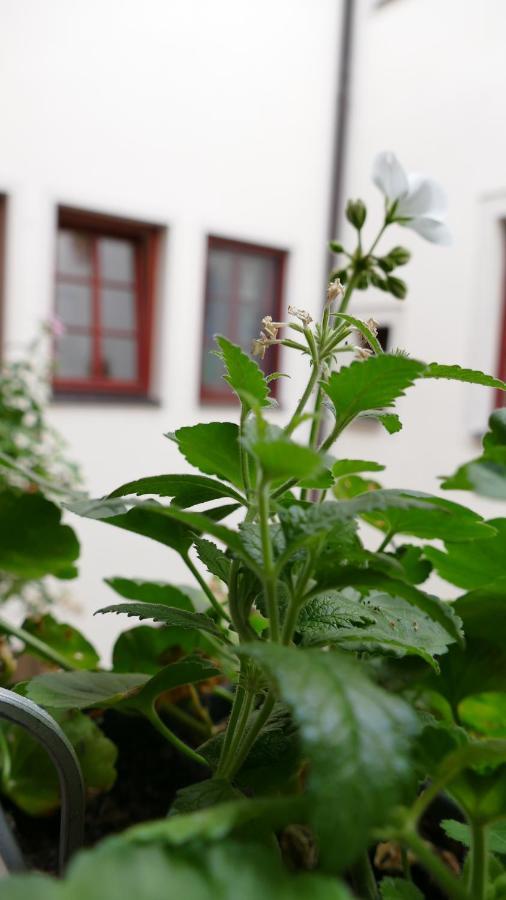 Pirna Altstadtgefluester Экстерьер фото